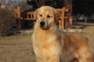 中國登錄冠軍—coober