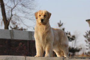 中國登錄冠軍—瑪麗